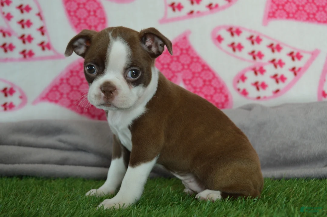 Boston Terrier dogs for sale: jenny - Ad 3