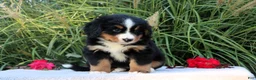 Bernese Mountain Dog dogs for sale: Laura AKC - Ad 5