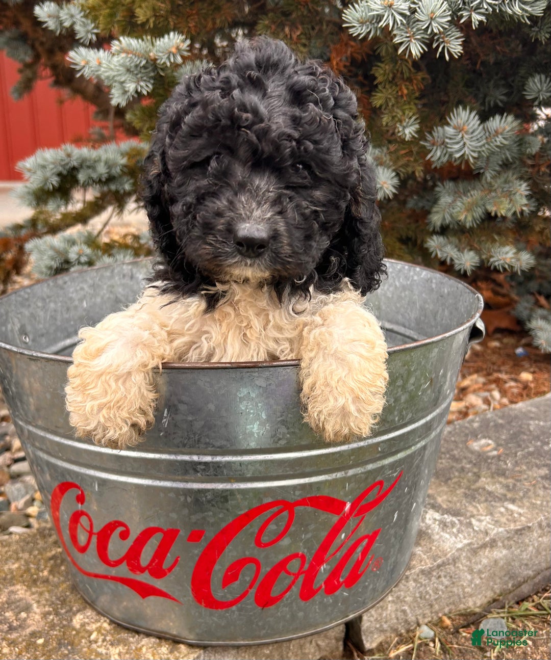 Cockapoo dogs for sale: Luna  - Ad 3