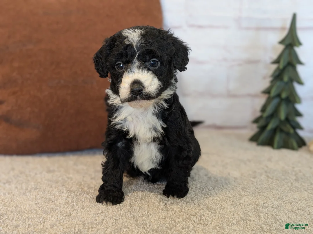 Mixed Breed dogs for sale: RoxAnn  - Ad 14