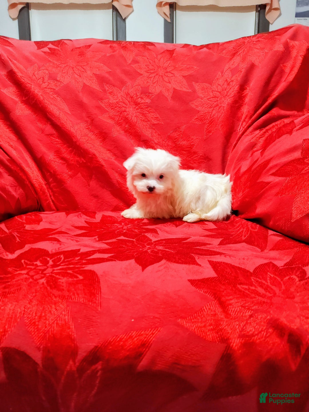 Maltese dogs for sale: Bailey - Ad 1