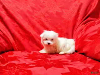 Maltese dogs Bailey - Ad 31