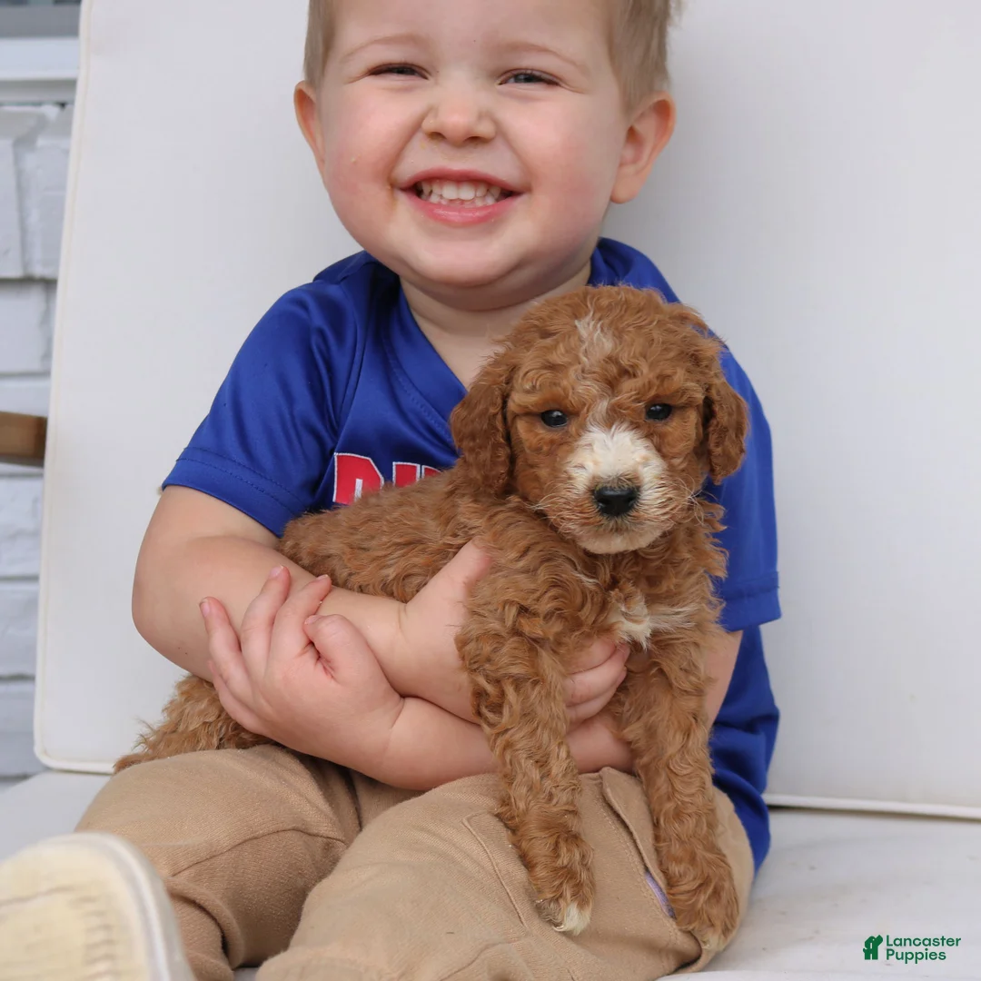 Mini Goldendoodle dogs for sale: Everett  - Ad 4