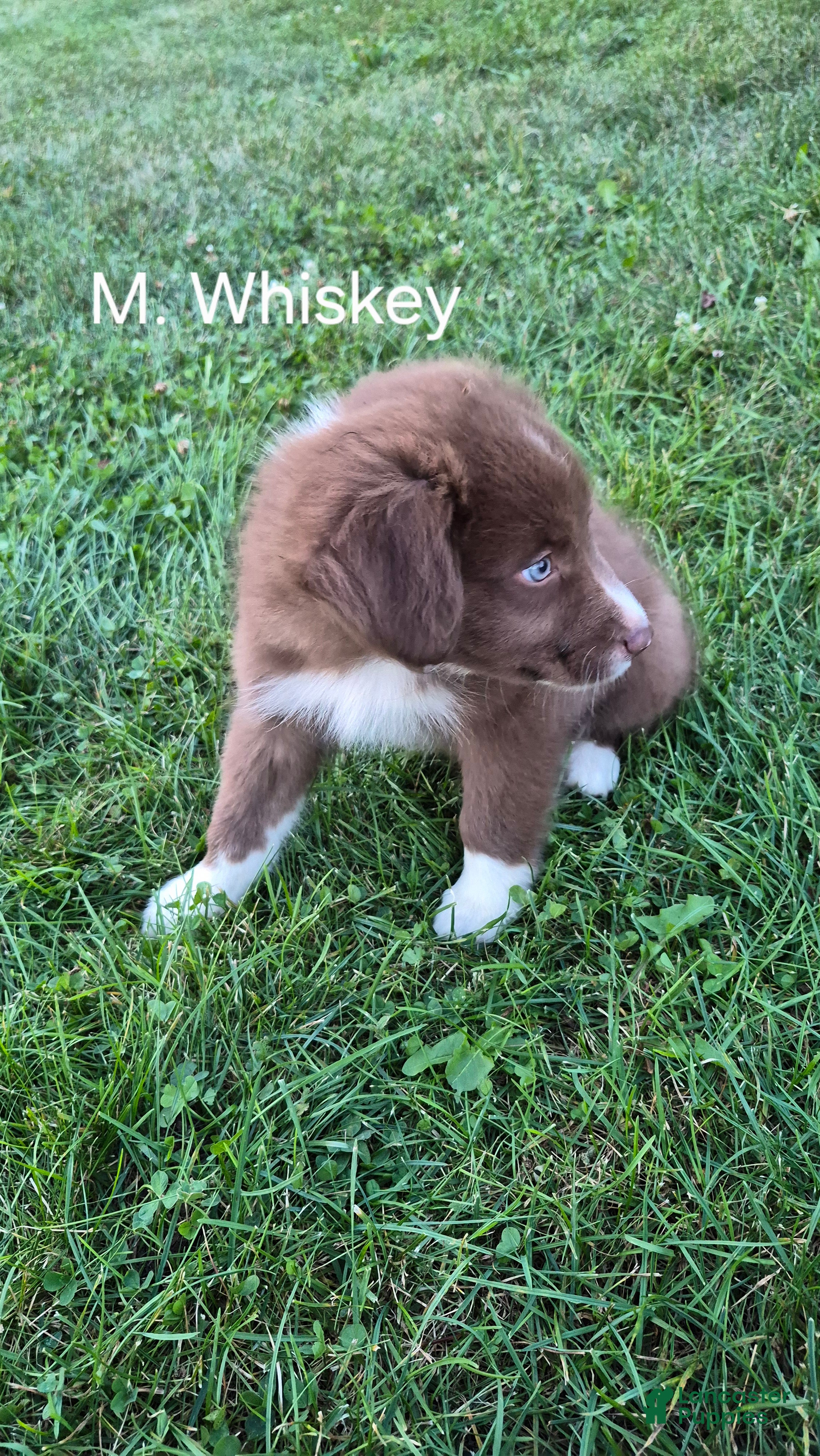 Australian Shepherd dogs Whiskey, A.S.4 - Ad 1