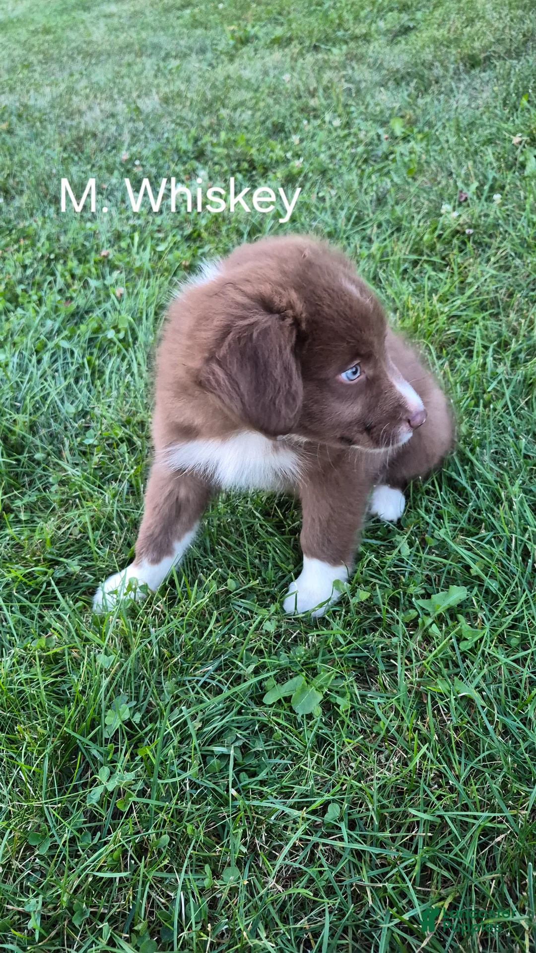 Australian Shepherd dogs for sale: Whiskey, A.S.4 - Ad 1