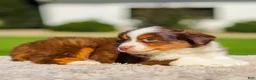 Miniature Australian Shepherd dogs for sale: Iris - Ad 3