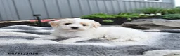 Bichpoo dogs for sale: Jenni - Ad 3