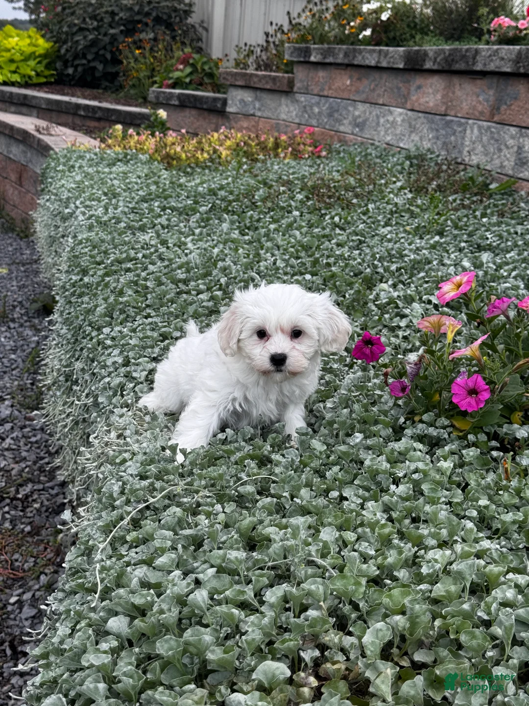 Teddy Bear dogs for sale: Jimmy - Ad 2