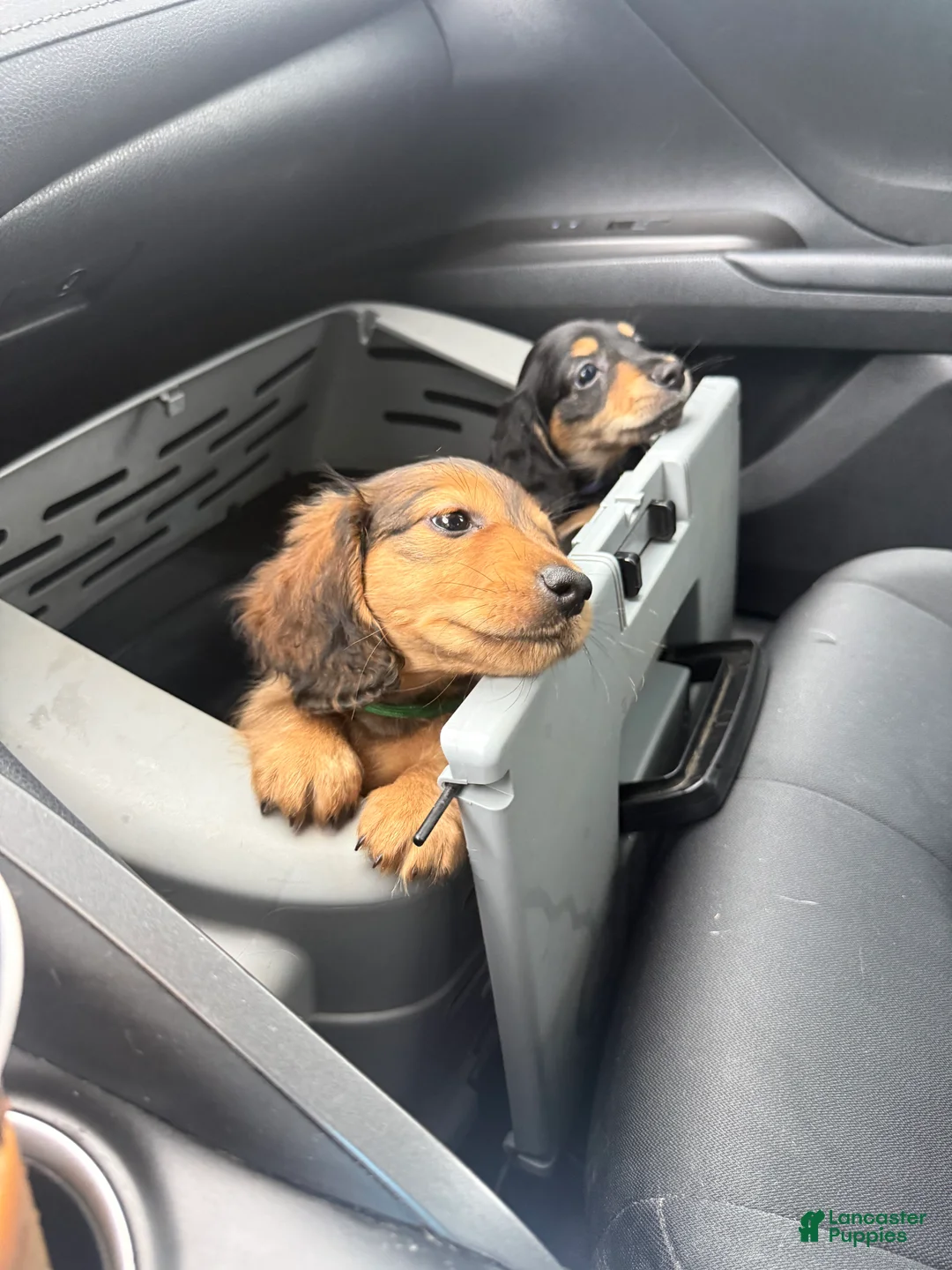 Miniature Dachshund dogs for sale: Teddy - Ad 2