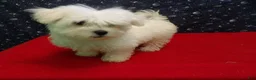 Maltese dogs for sale: Myla - Ad 3