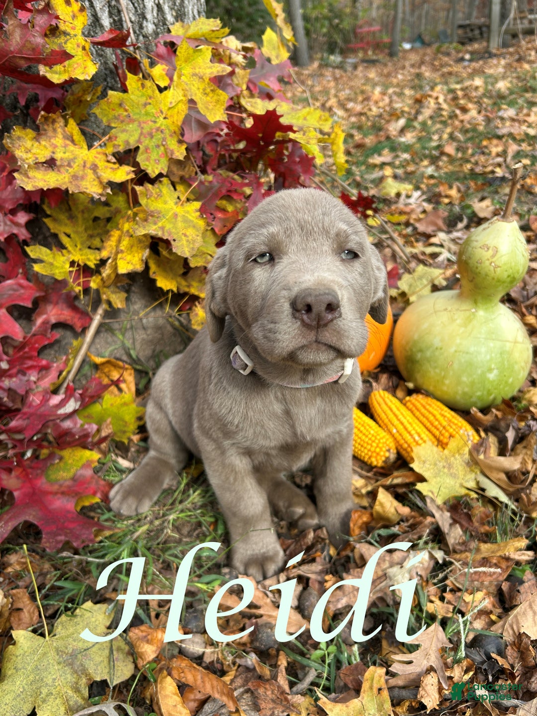 Labrador Retriever dogs for sale: FiFi - Ad 2