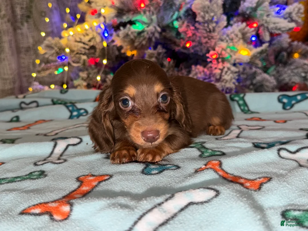 Miniature Dachshund dogs for sale: Ready Christmas eve - Ad 13