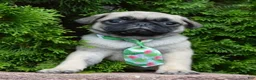 Pug dogs for sale: Paxton - Ad 12