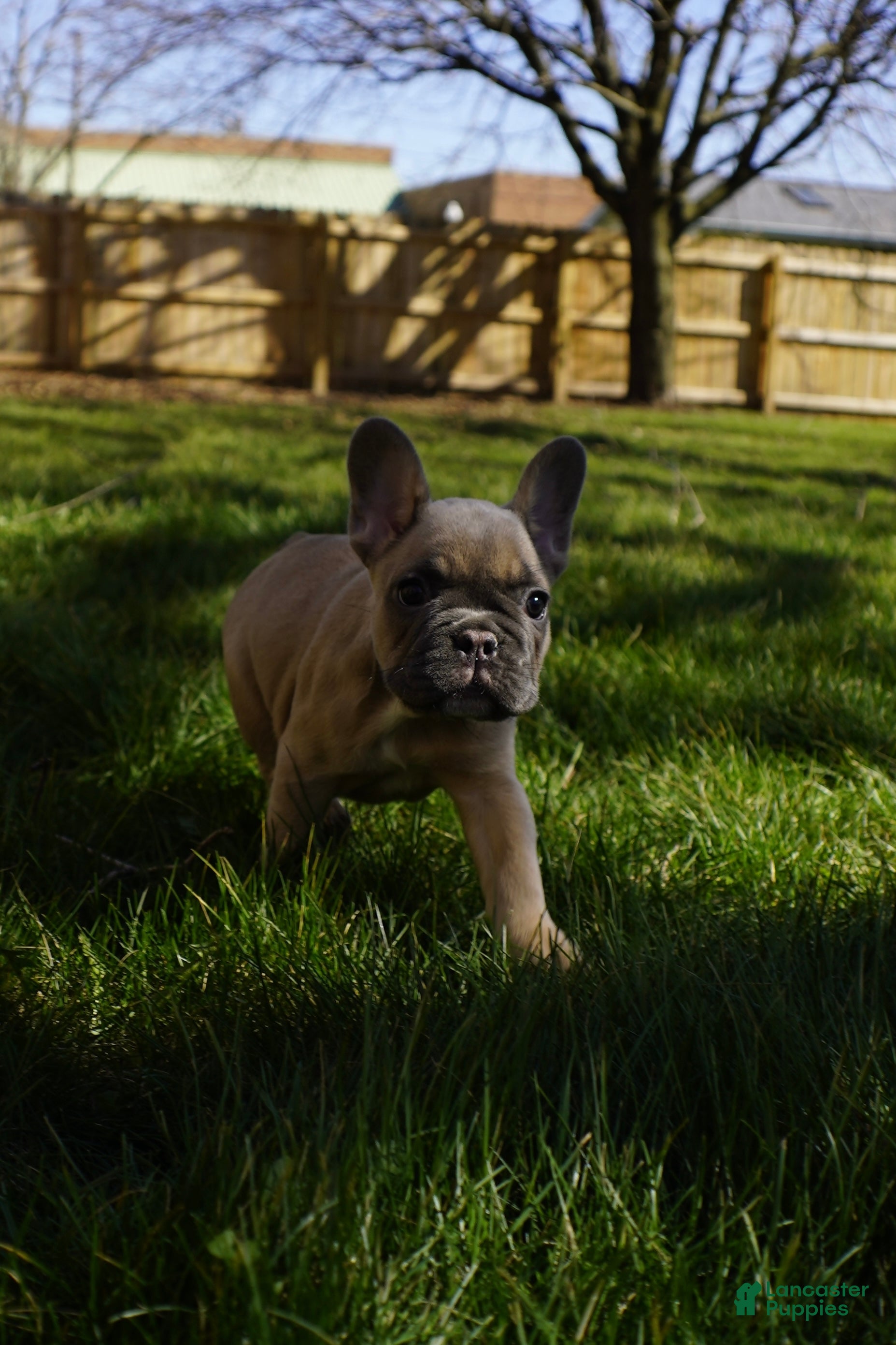 French Bulldog dogs French Bulldog Puppy 2 - Ad 2