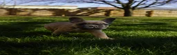 French Bulldog dogs for sale: French Bulldog Puppy 2 - Ad 2