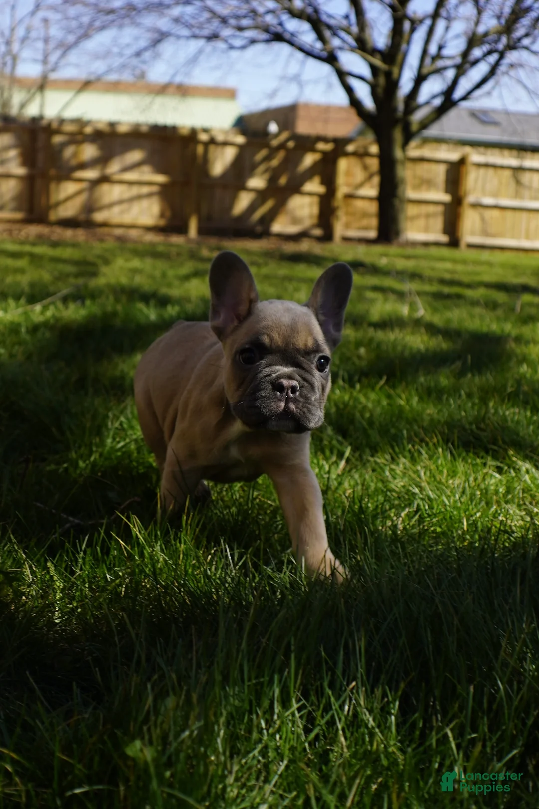 French Bulldog dogs for sale: French Bulldog Puppy 2 - Ad 2