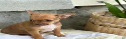 Chihuahua dogs for sale: Rusti - Ad 5