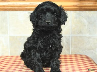Yorkiepoo dogs Ebony - Ad 32