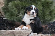 Bernese Mountain Dog Puppy 2
