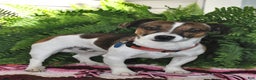 Jack Russell Terrier dogs for sale: Douglas - Ad 5