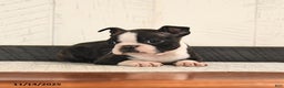 Boston Terrier dogs for sale: Paws - Ad 2