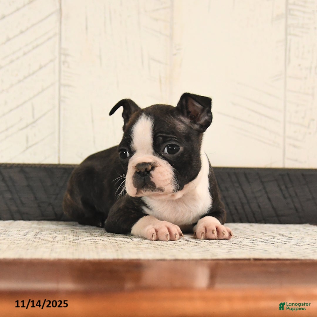 Boston Terrier dogs for sale: Paws - Ad 2