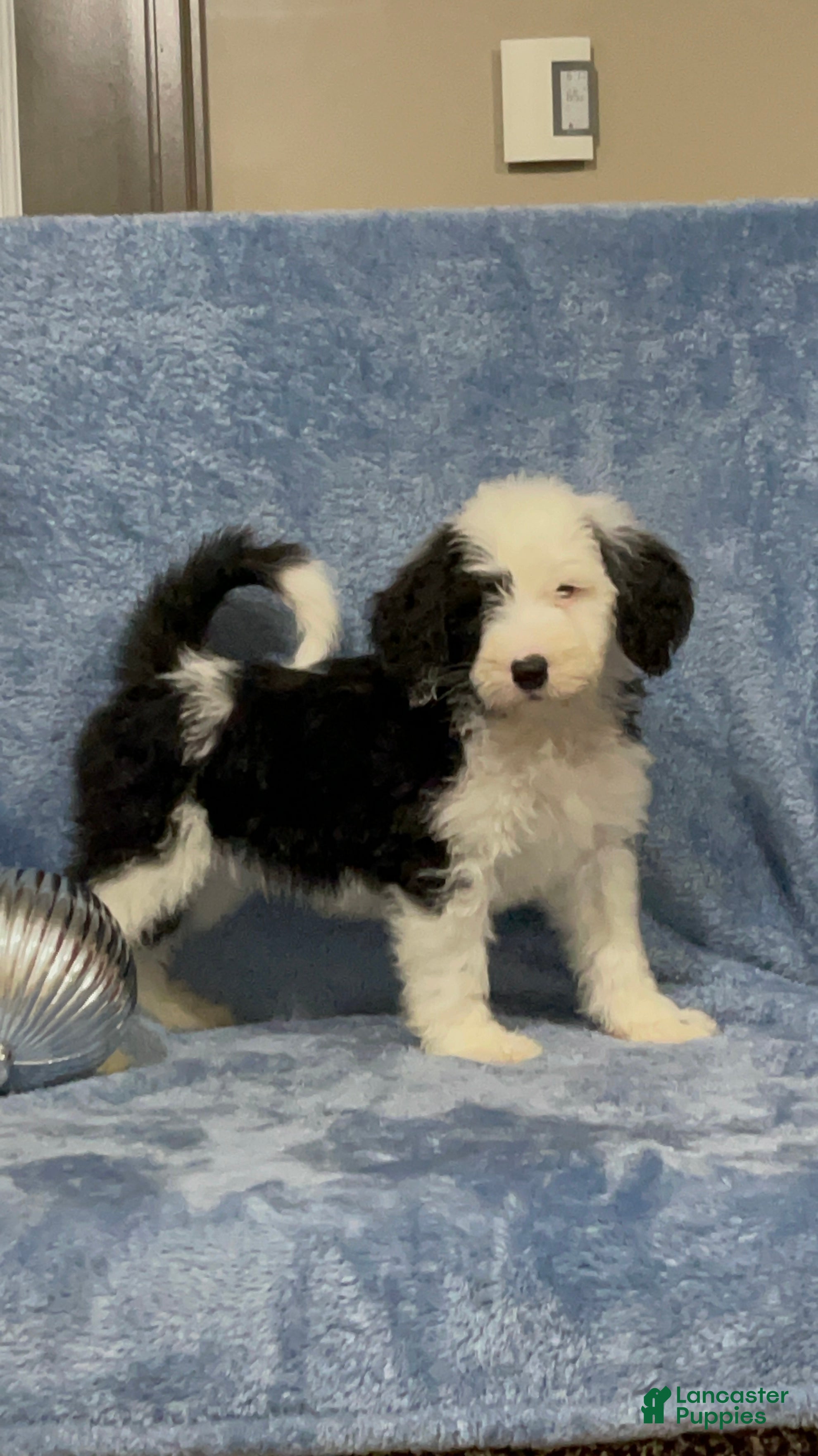 Sheepadoodle dogs Knox - Ad 7