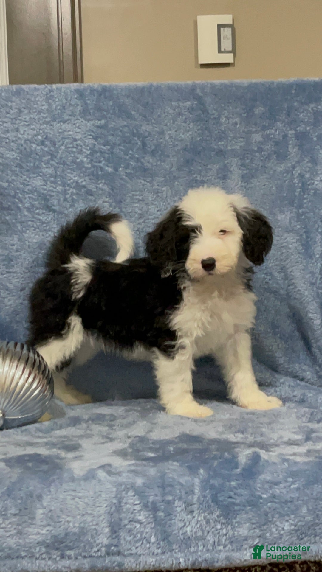Sheepadoodle dogs for sale: Knox - Ad 1