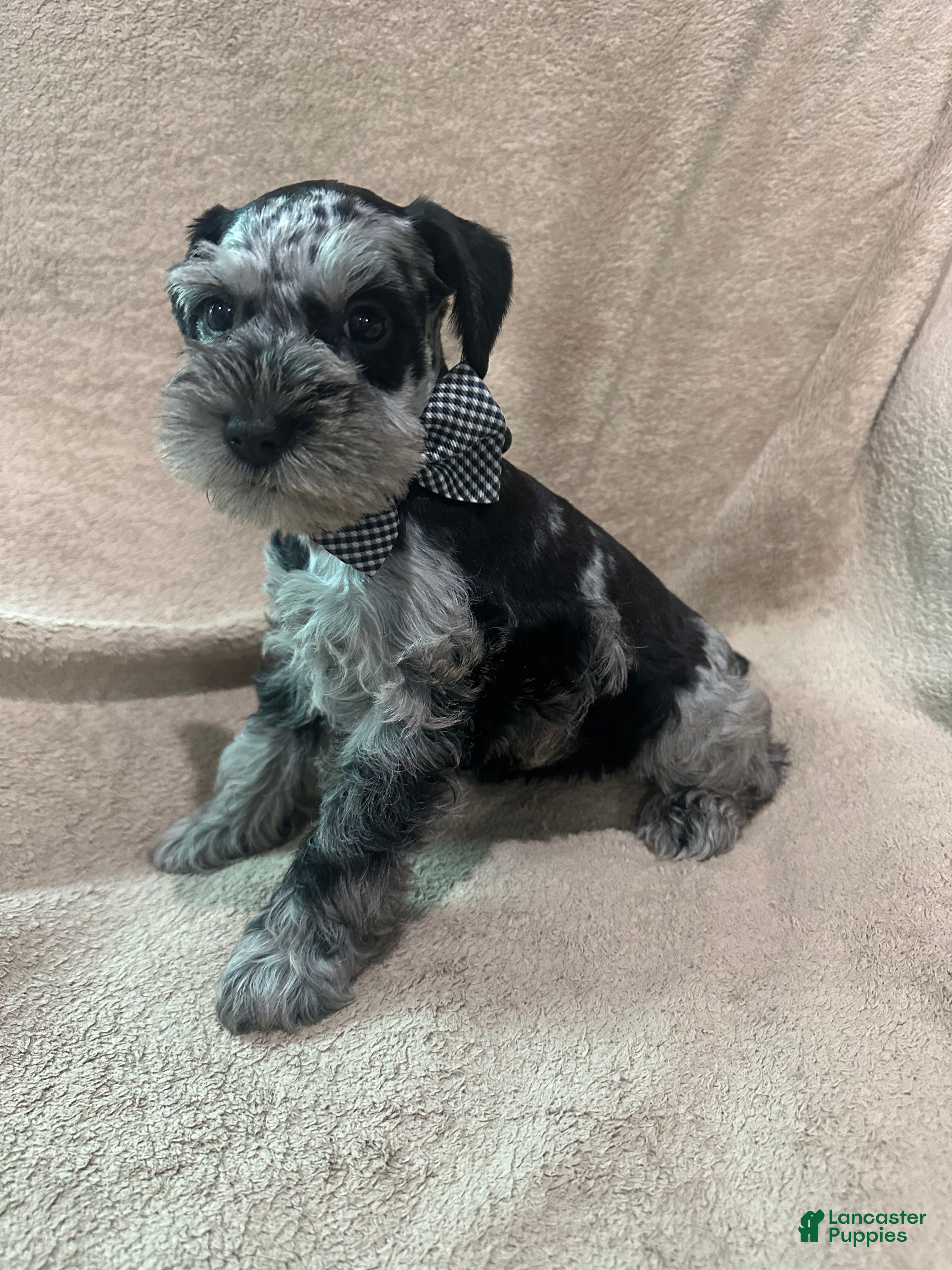 Miniature Schnauzer dogs Rocky - Ad 29
