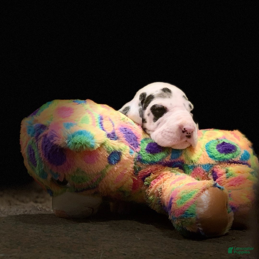 Gallery Image {{count}}