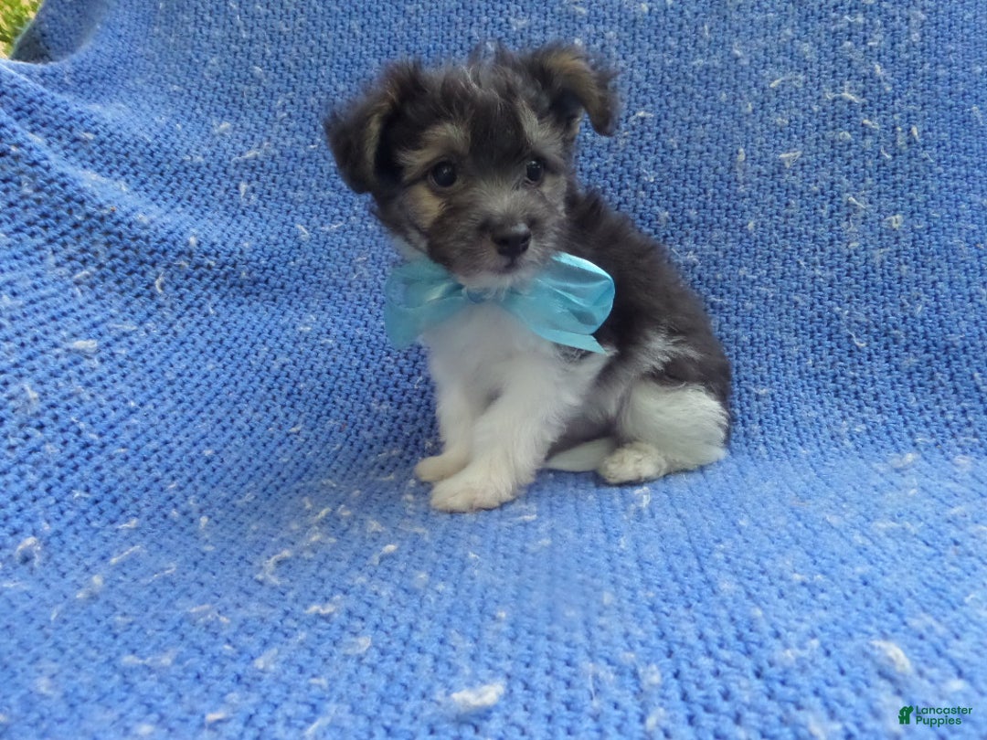 Maltipoo dogs for sale: Tommy  - Ad 1