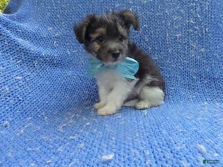 Maltipoo dogs Tommy - Ad 33
