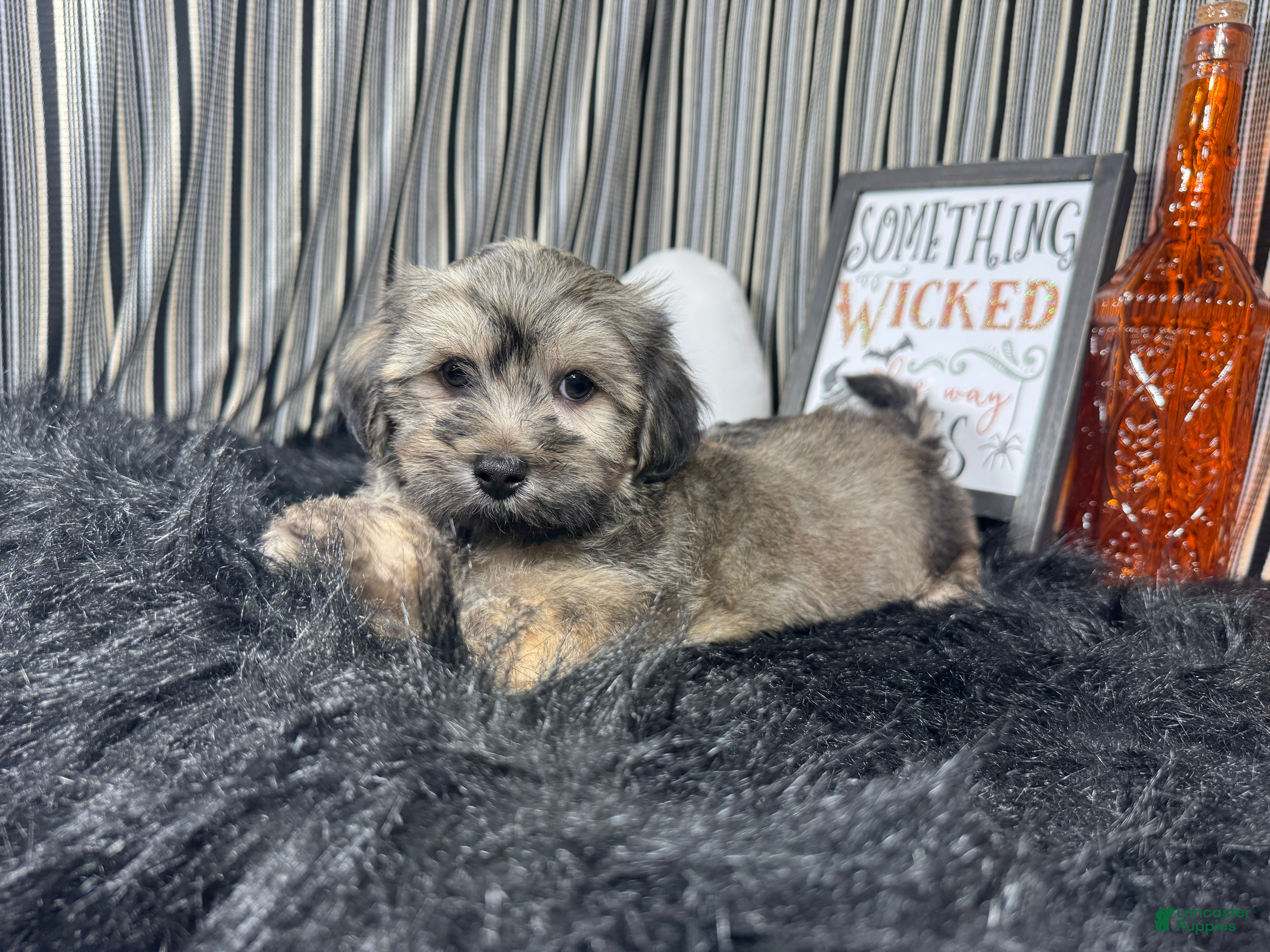 Havanese