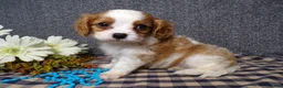 Cavalier King Charles Spaniel dogs for sale: Bozo - Ad 1
