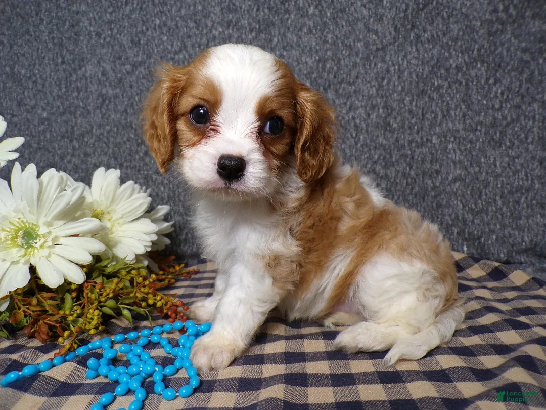 Cavalier King Charles Spaniel dogs for sale: Bozo - Ad 1
