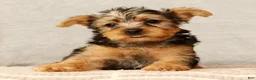 Yorkshire Terrier dogs for sale: Heather - Ad 9