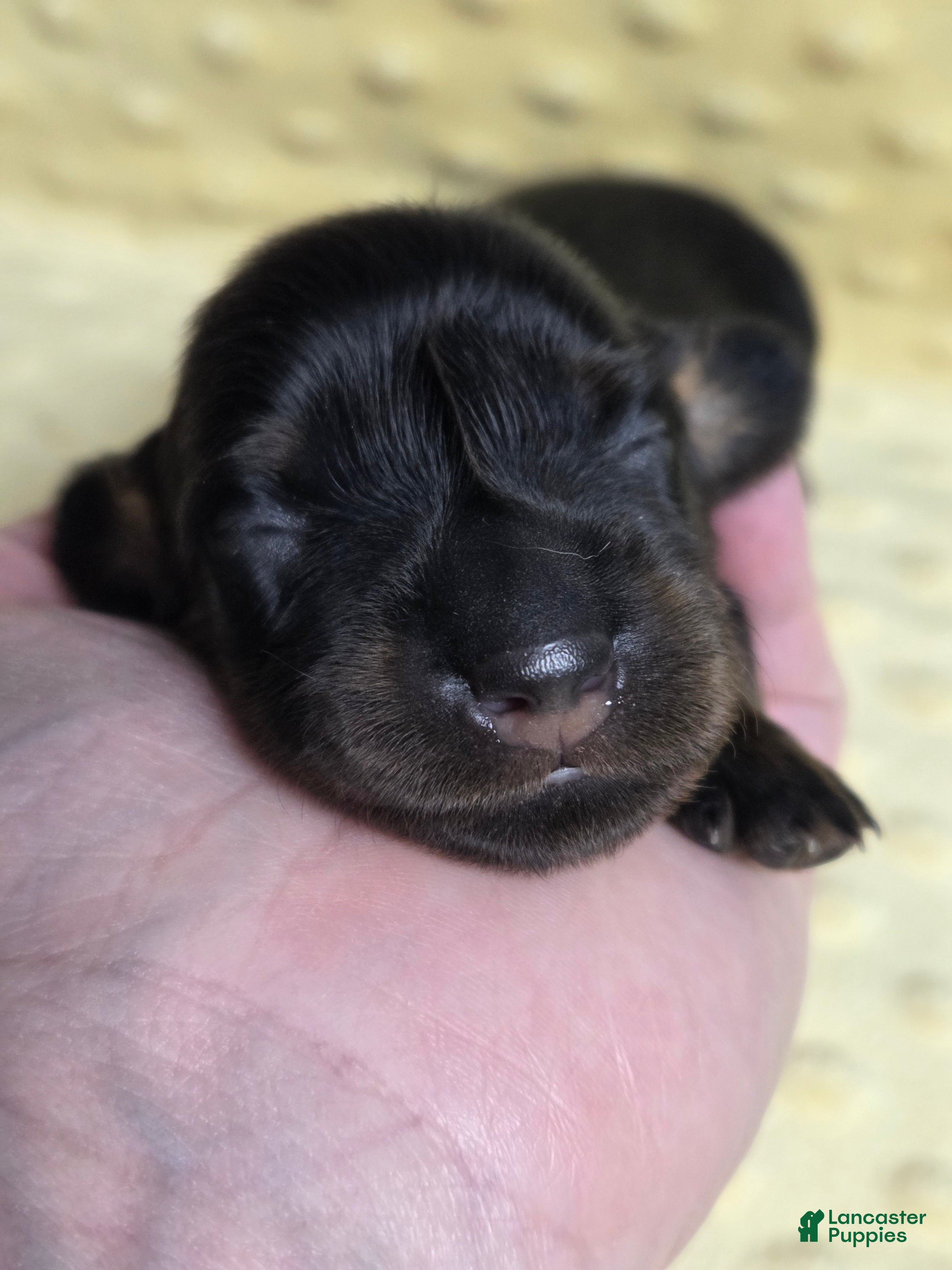 Miniature Dachshund dogs Naan - Ad 3