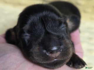 Miniature Dachshund dogs Naan - Ad 20