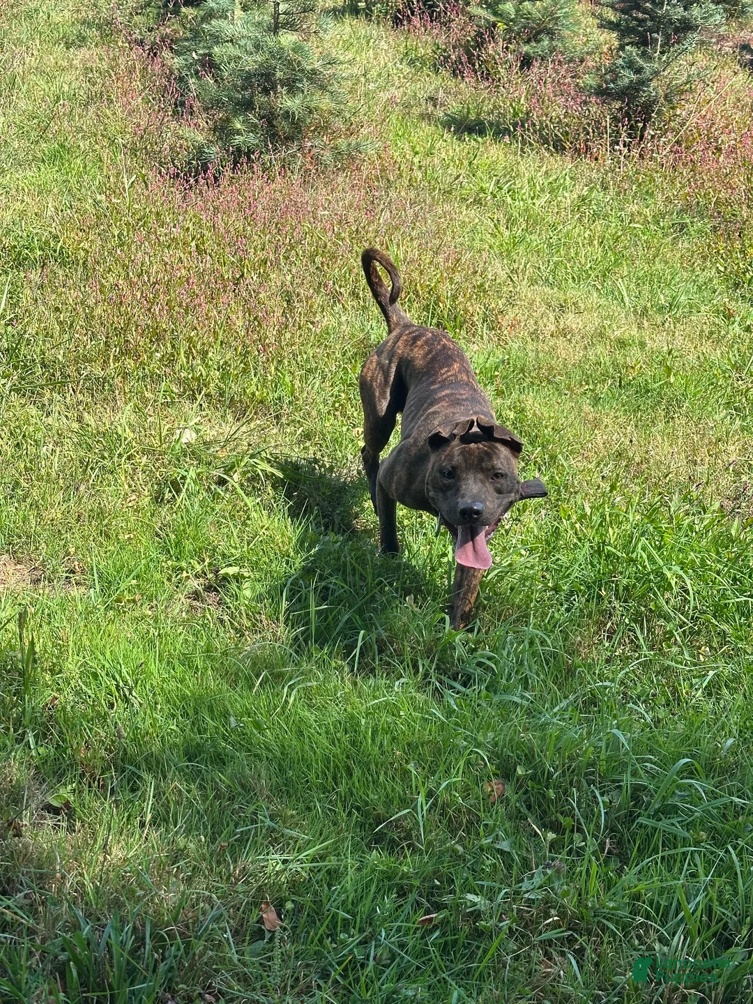 American Pit Bull Terrier dogs for sale: American Pit Bull Terrier 6 - Ad 2