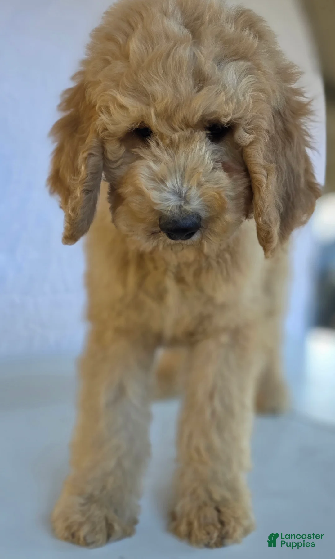 Goldendoodle dogs for sale: Simba - Ad 3