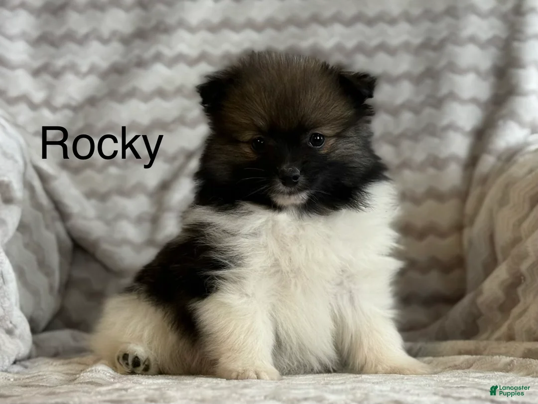 Pomeranian dogs for sale: Rocky - Ad 1
