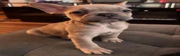 French Bulldog dogs for sale: Coco - Ad 2