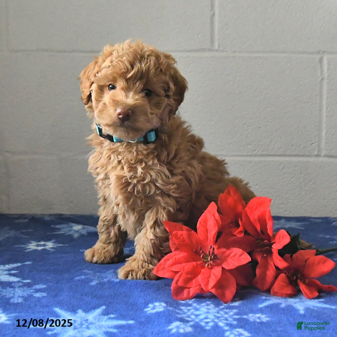 Miniature Labradoodle dogs for sale: Riva - Ad 2