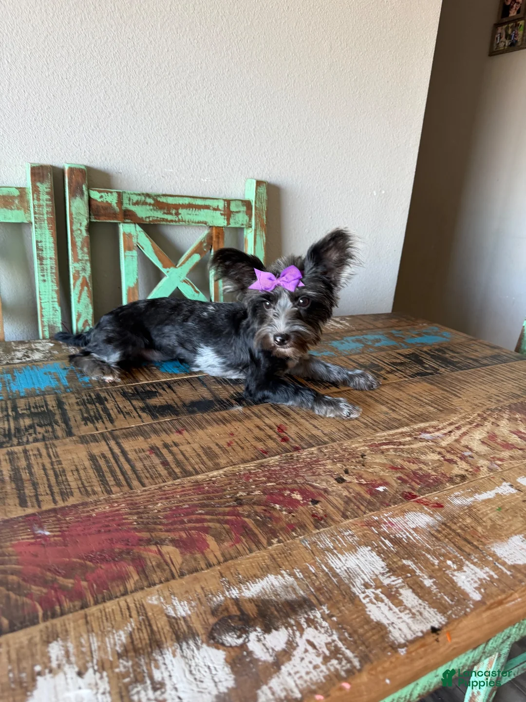 Yorkshire Terrier dogs for sale: Blue Merle Yorkie Jolie 🩷 - Ad 11