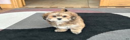 Lhasa Apso dogs for sale: Teddy - Ad 8