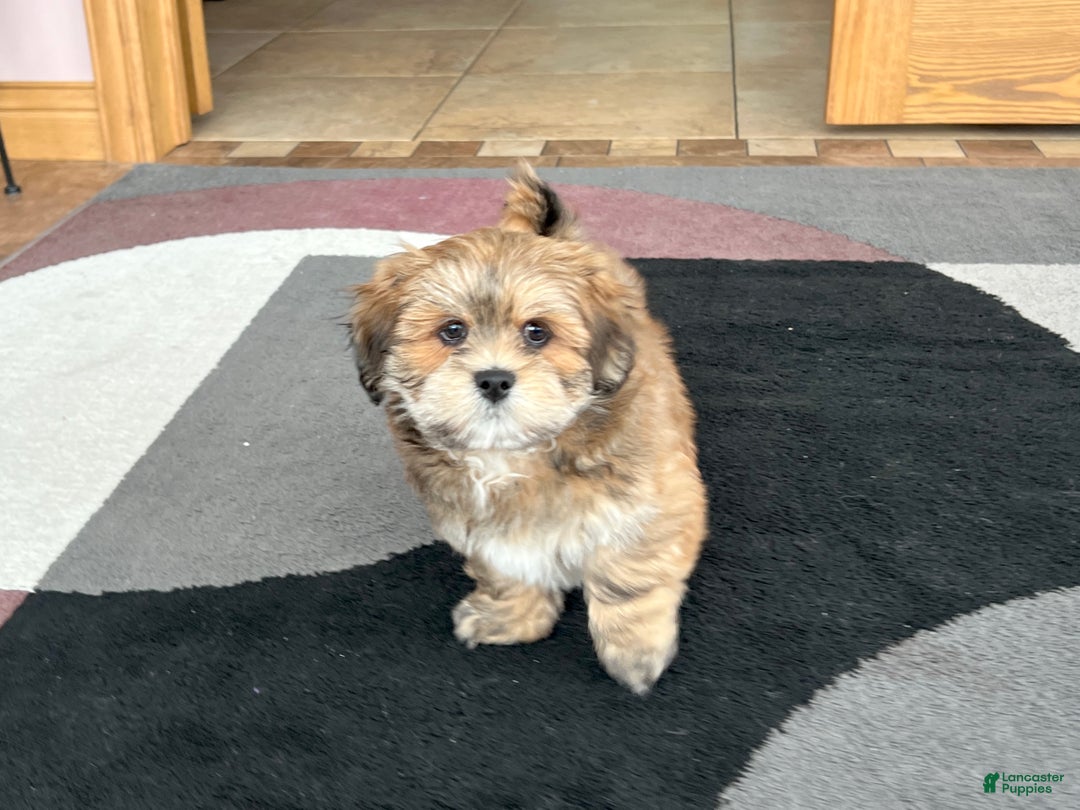 Lhasa Apso dogs for sale: Teddy - Ad 8