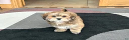 Lhasa Apso dogs for sale: Teddy - Ad 8