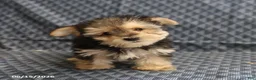 Morkie dogs for sale: Alex - Ad 2