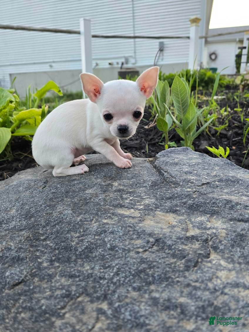 Chihuahua dogs Chihuahua Girl - Ad 1