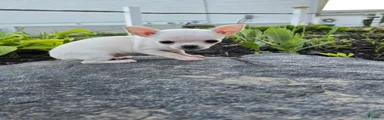 Chihuahua Girl